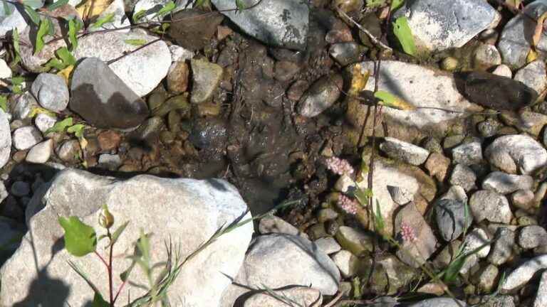 In Ardèche, the Ouvèze river still rich in water thanks to renaturation