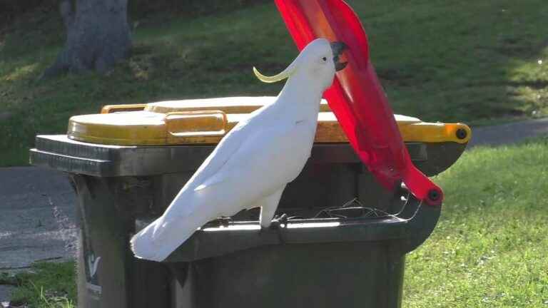 In Australia, the intelligence of cockatoos is progressing dazzlingly thanks to the garbage cans of local residents