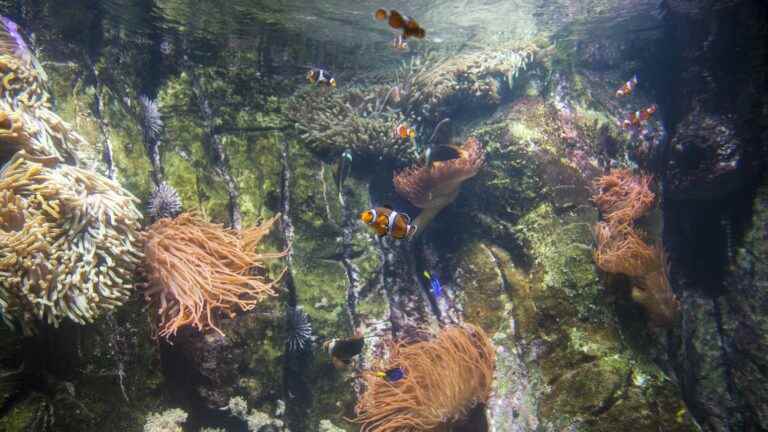 In Brest, cold-water corals stand the test of climate change