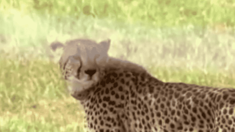 In India, Namibian cheetahs reintroduced by the will of the Prime Minister