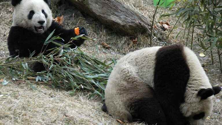 In Qatar, China revives panda diplomacy