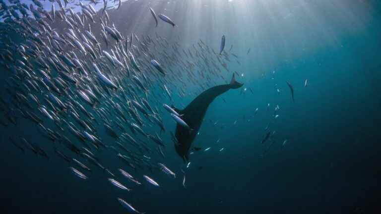 In South Africa, small-scale Wild Coast fishermen win legal action against Shell and have exploration permits revoked