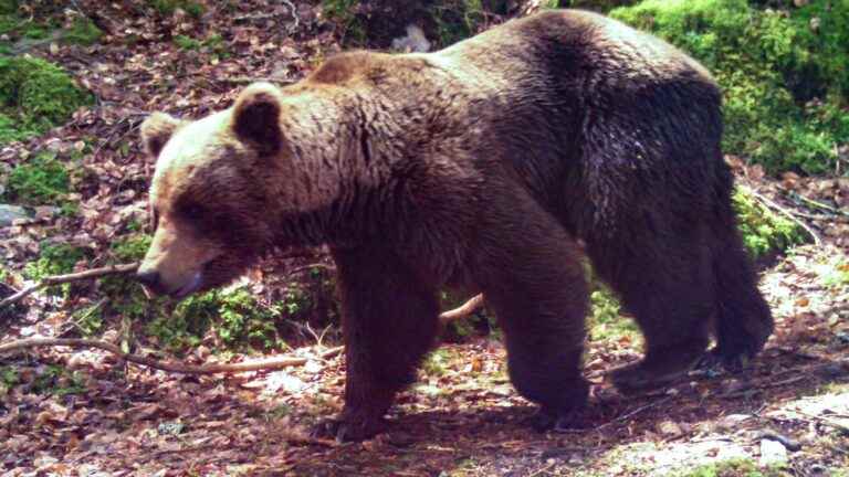 In the Pyrenees, a standoff between justice and breeders around the “scaring” of brown bears