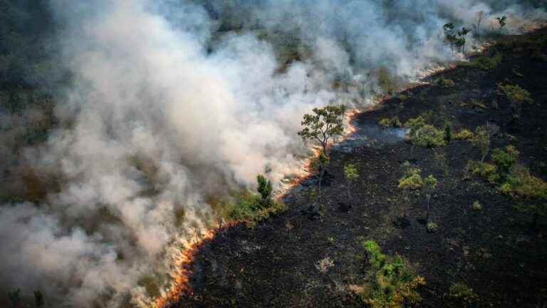 In the skin of the Amazon rainforest, more than ever the prey of the flames