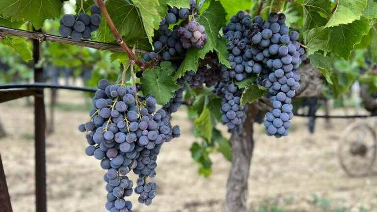 In the vineyards of Muscat AOC Ventoux in Mazan