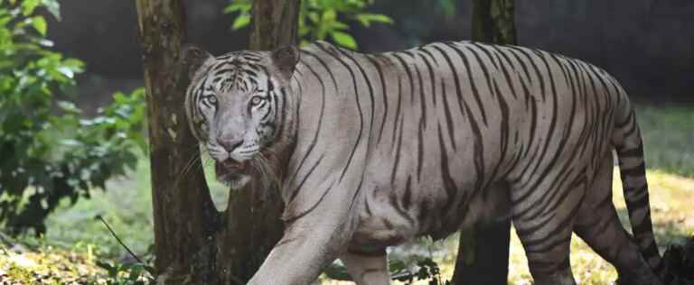 Indian woman fights tiger with her bare hands to save her baby