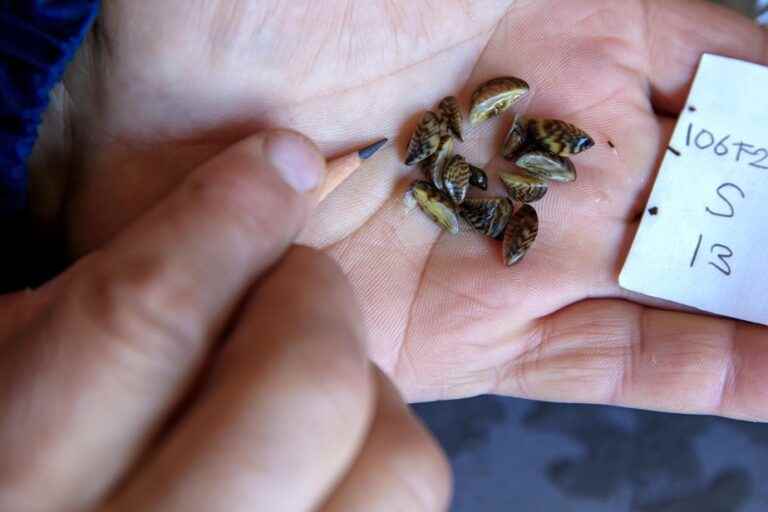 Invasive species |  Zebra mussels found for the first time in Bas-Saint-Laurent