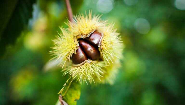 Invenio towards better pollination of the chestnut tree