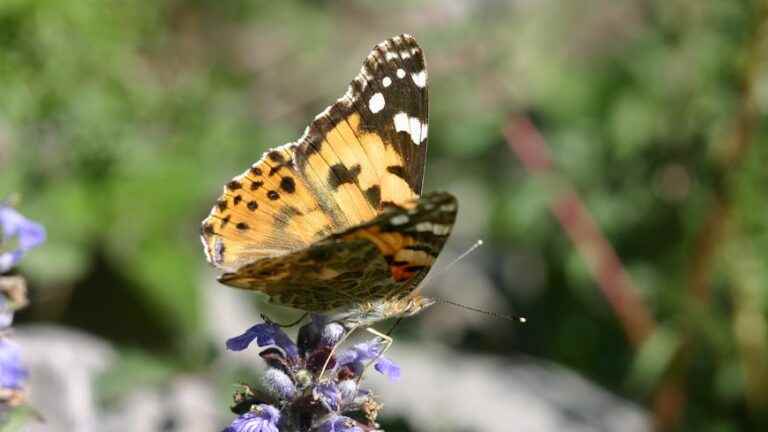 La Belle-Dame, the champion butterfly of migration.