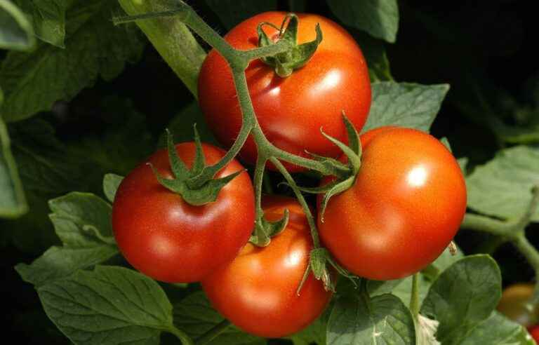 Lactofermented tomato salsa recipe