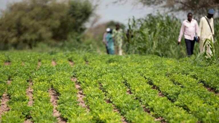 Leguminous plants to save yields, it works!