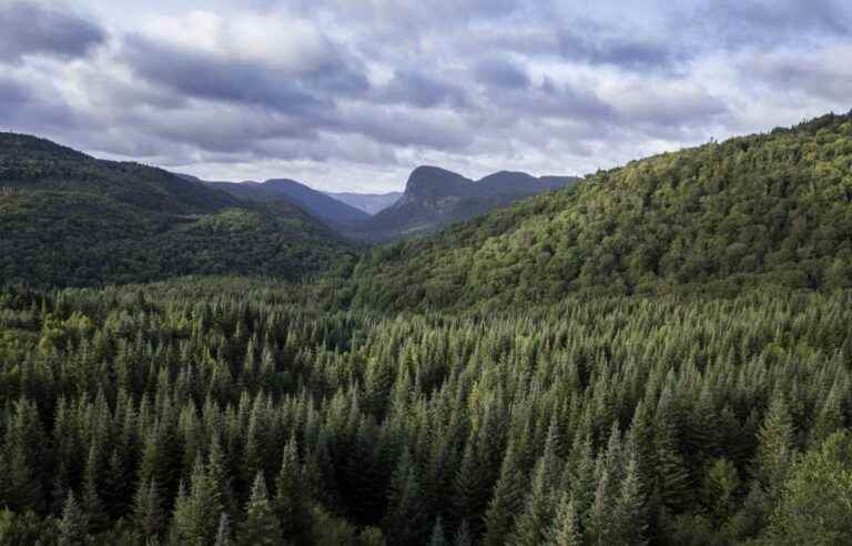 Make the forest our climate ally