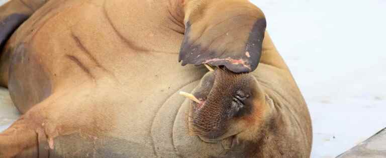 Marineland: the last two walruses will be transferred