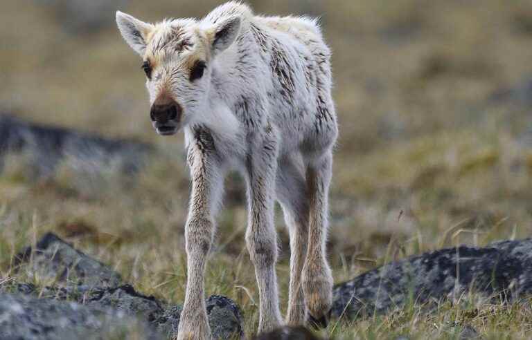 Migratory caribou threatened by the climate crisis