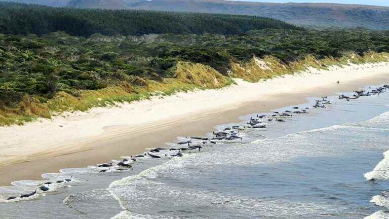 More than 200 pilot dolphins stranded in Tasmania, potential consequence of global warming