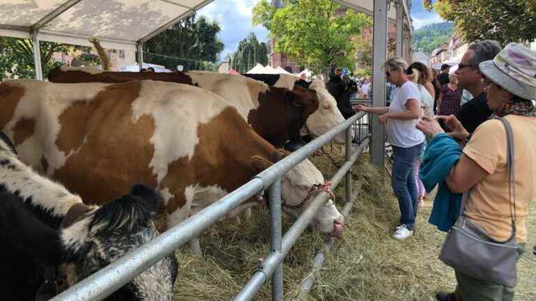 Munster celebrates the transhumance of cows