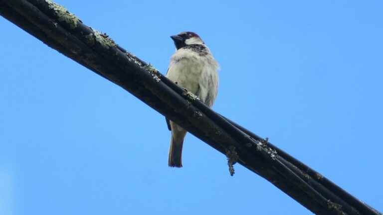 No, “having a sparrow’s brain” is not an insult, according to German researchers