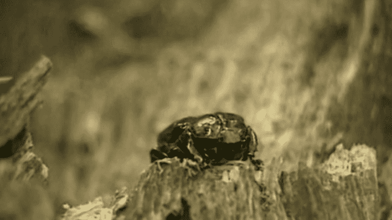 Normandy: the plum-stinging beetle blocks the widening of a road in the Orne