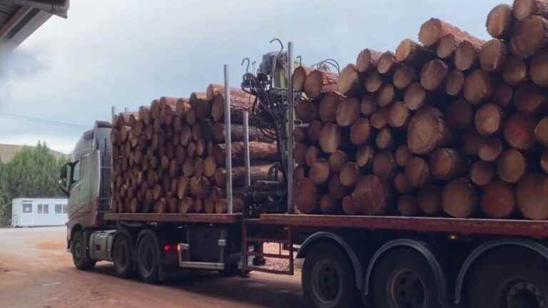 Nouvelle-Aquitaine: the wood burned during the fires recycled to produce parquet