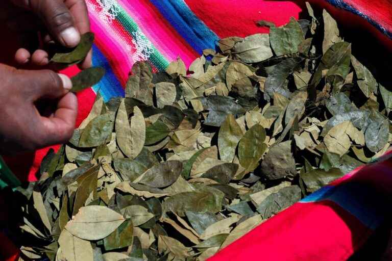 Peru |  19,000 hectares of coca crops destroyed since January