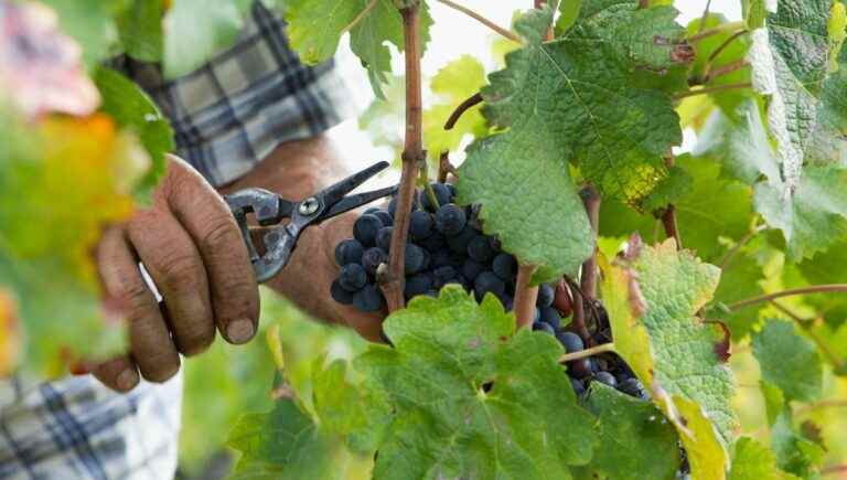 Pôle Emploi is recruiting pickers in Châteauneuf-du-Pape