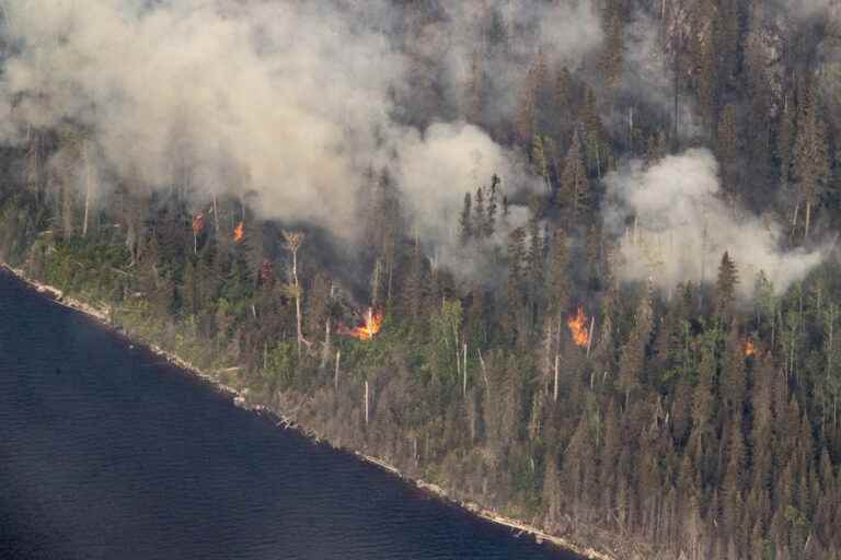 Quebec forests little affected by fires this summer