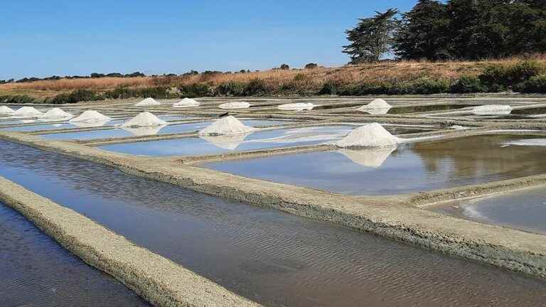 Record year for the salt harvest in Noirmoutier