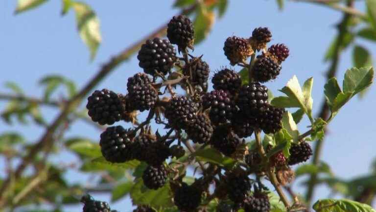 Saône-et-Loire: blackberry picking, a tradition at the end of each summer