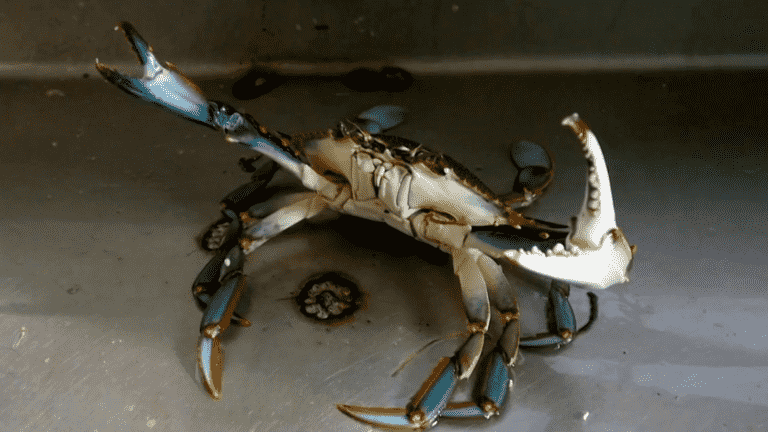 Sea: the ravages of the blue crab in the Mediterranean