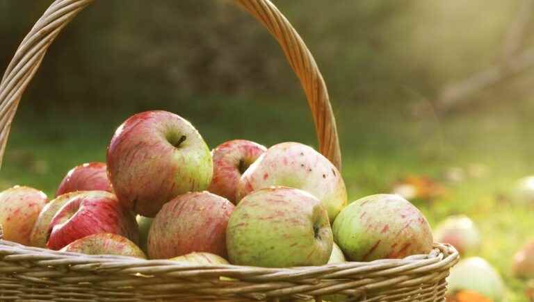 Tasty autumn fruits: apples, pears and quinces