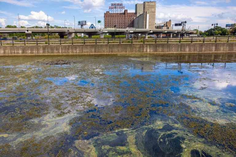 The Lachine Canal infested with blue algae