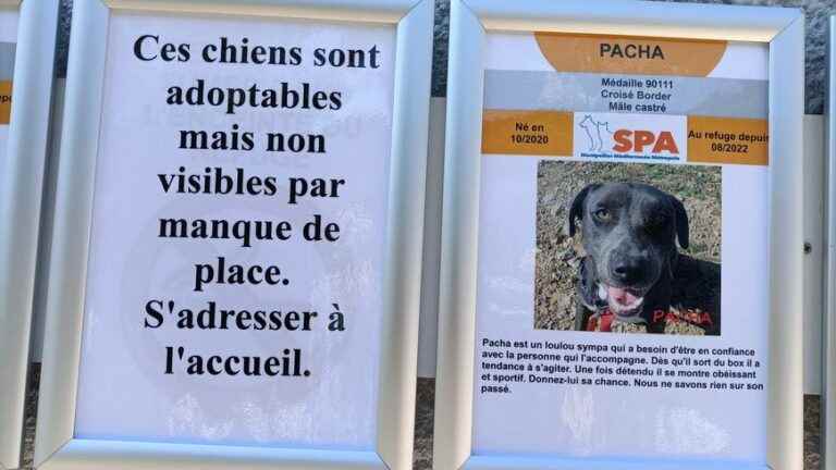 The Montpellier SPA full to bursting with dogs to adopt