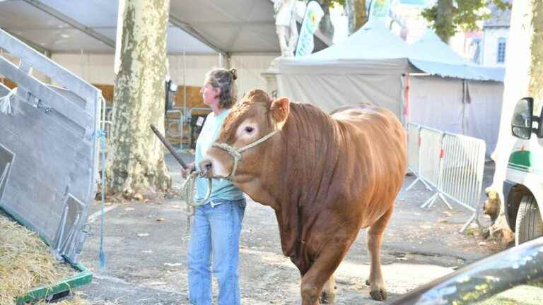 The “Péri’Meuh” agricultural fair returns this weekend to the Dordogne, but to Sarlat