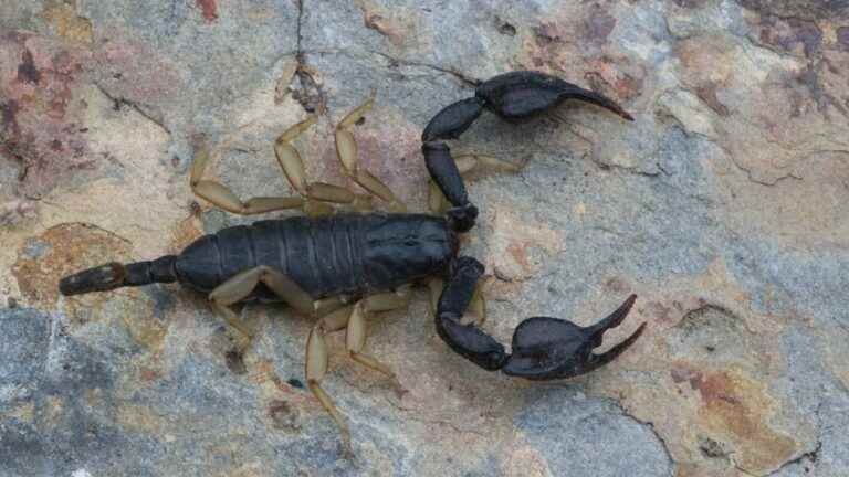 The Scorpions in Drôme Ardèche