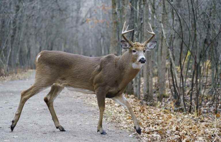 The Superior Court considers the Longueuil deer case