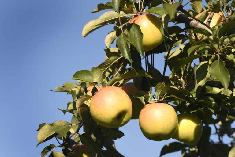 The apple season is launched with a harvest that promises to be abundant