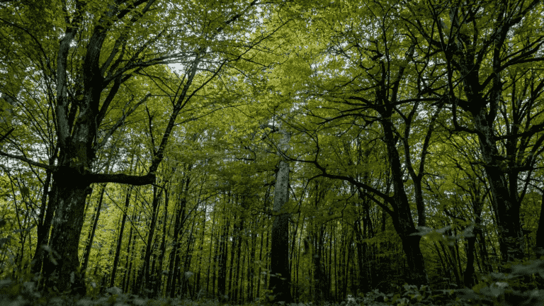 The crazy project of Francis Hallé, this botanist who dreams of seeing a primary forest grow back in Europe and who could well get there