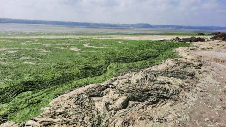 The elected officials finally authorize the filming of the film on green algae at the Lantic sorting center