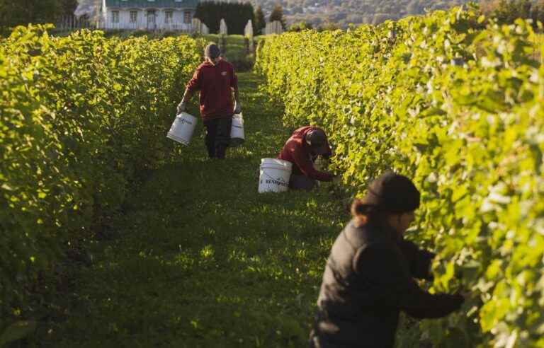 The harvest needs volunteers in Quebec starting in mid-September