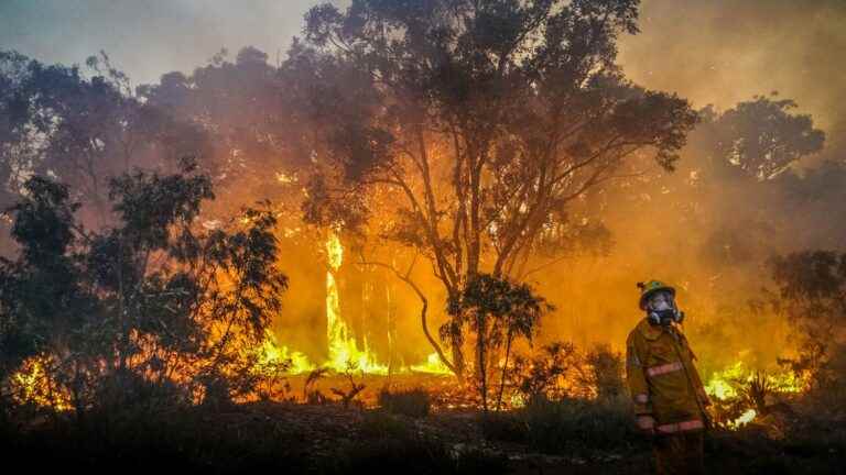 “The more biodiversity the forest has, the more resilient it is to disasters,” says a scientist