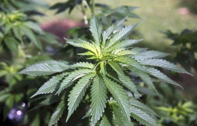 The number of cannabis plants allowed in the home debated in the Supreme Court