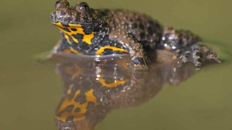 The secret of certain toads to survive in a hostile environment