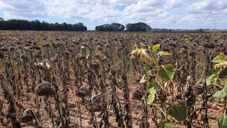 The sunflower also suffered from the drought