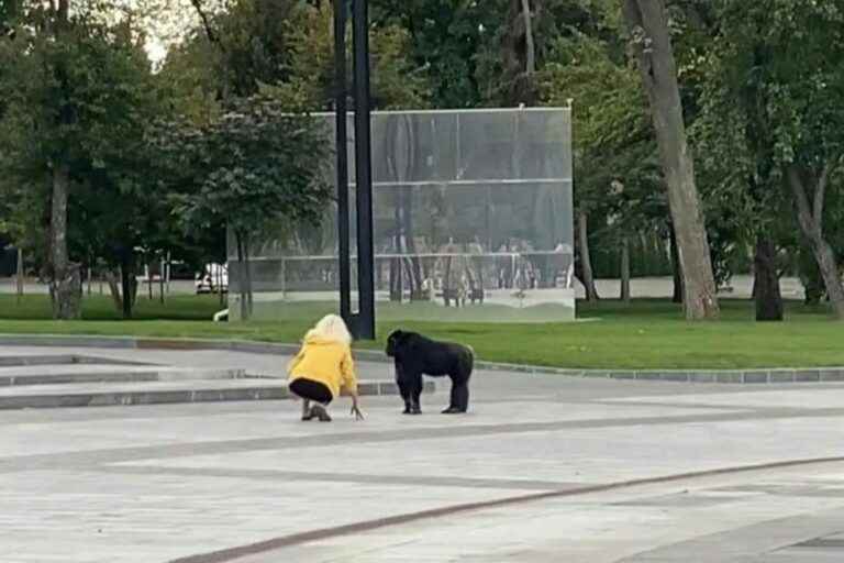 Ukraine |  A chimpanzee escaped from the zoo returns there, convinced by a raincoat