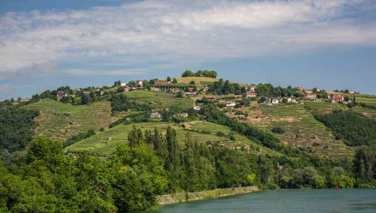 Vienne-Condrieu, its wines, its cheeses and its pear brandy