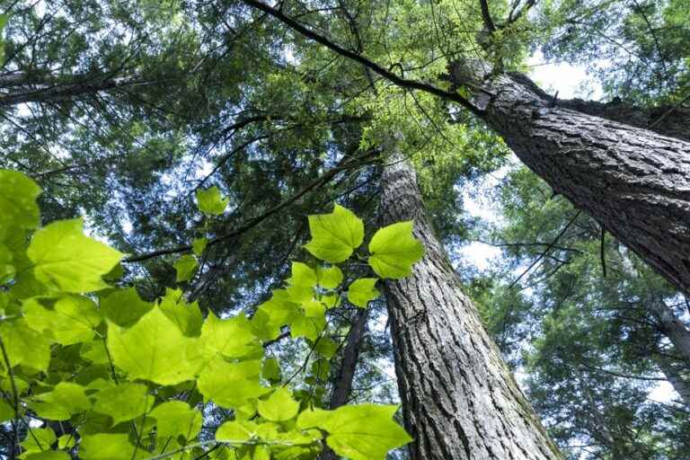 Walk in the heart of an ancient forest