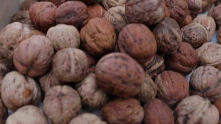 Walnuts, a culinary treasure of Périgord