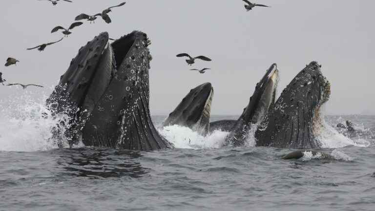 Whales send their best song across the Pacific