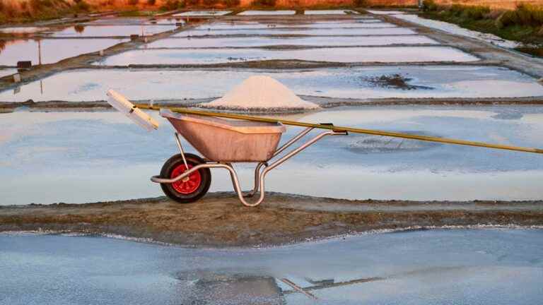 Win your discovery tour of a saltworks on the Rhuys peninsula in the company of our nature reporter.