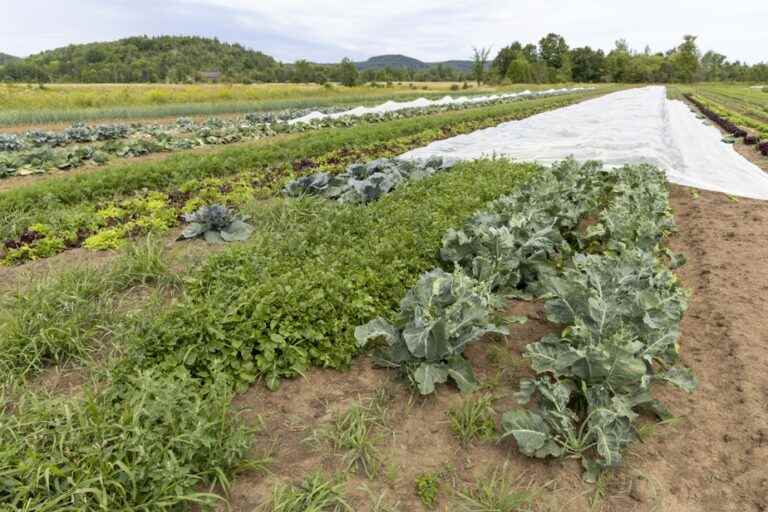 Words from market gardeners |  The Press